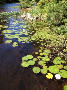 waterlilies 3