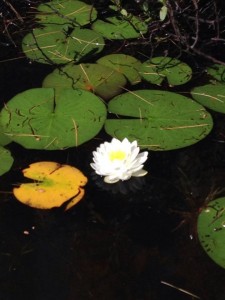 waterlily2