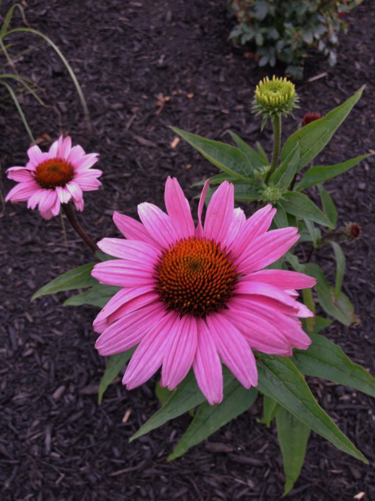 What does Echinacea have to do with Snake Oil? SOLscape, LLC